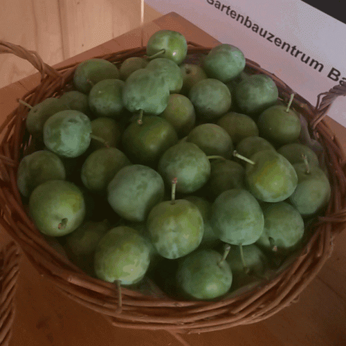 Prunus it. 'Große grüne Reneklode'